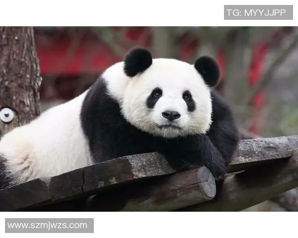 德国足球明星熊猫的传奇之路与背后的故事揭秘